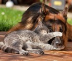 Кошки и собаки Испании. Самые популярные породы